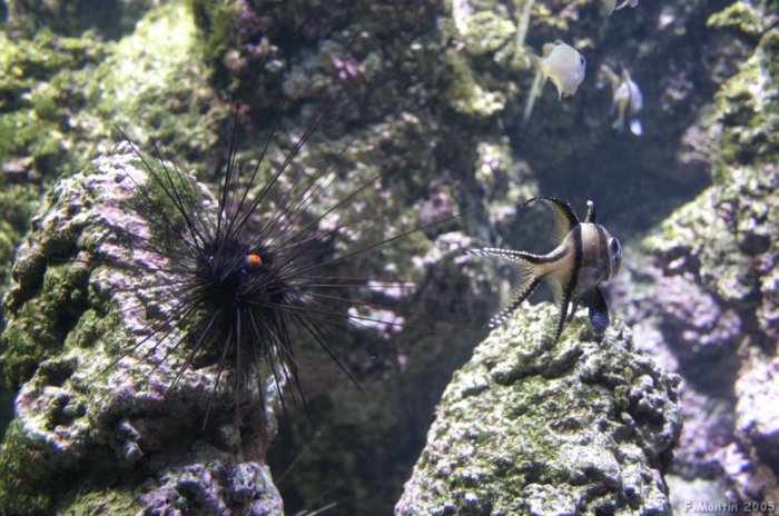 Aquarium de La Rochelle
