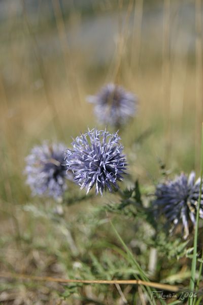 IMG_5287.jpg