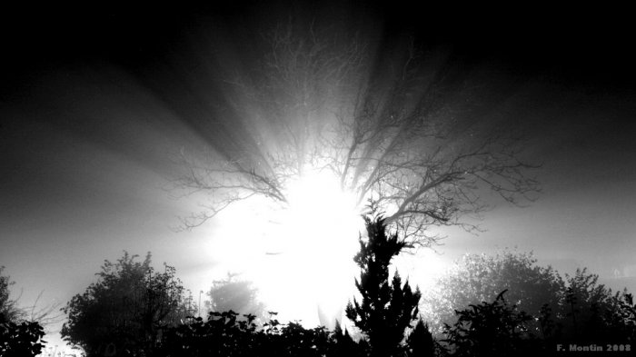 Arbre incandescent